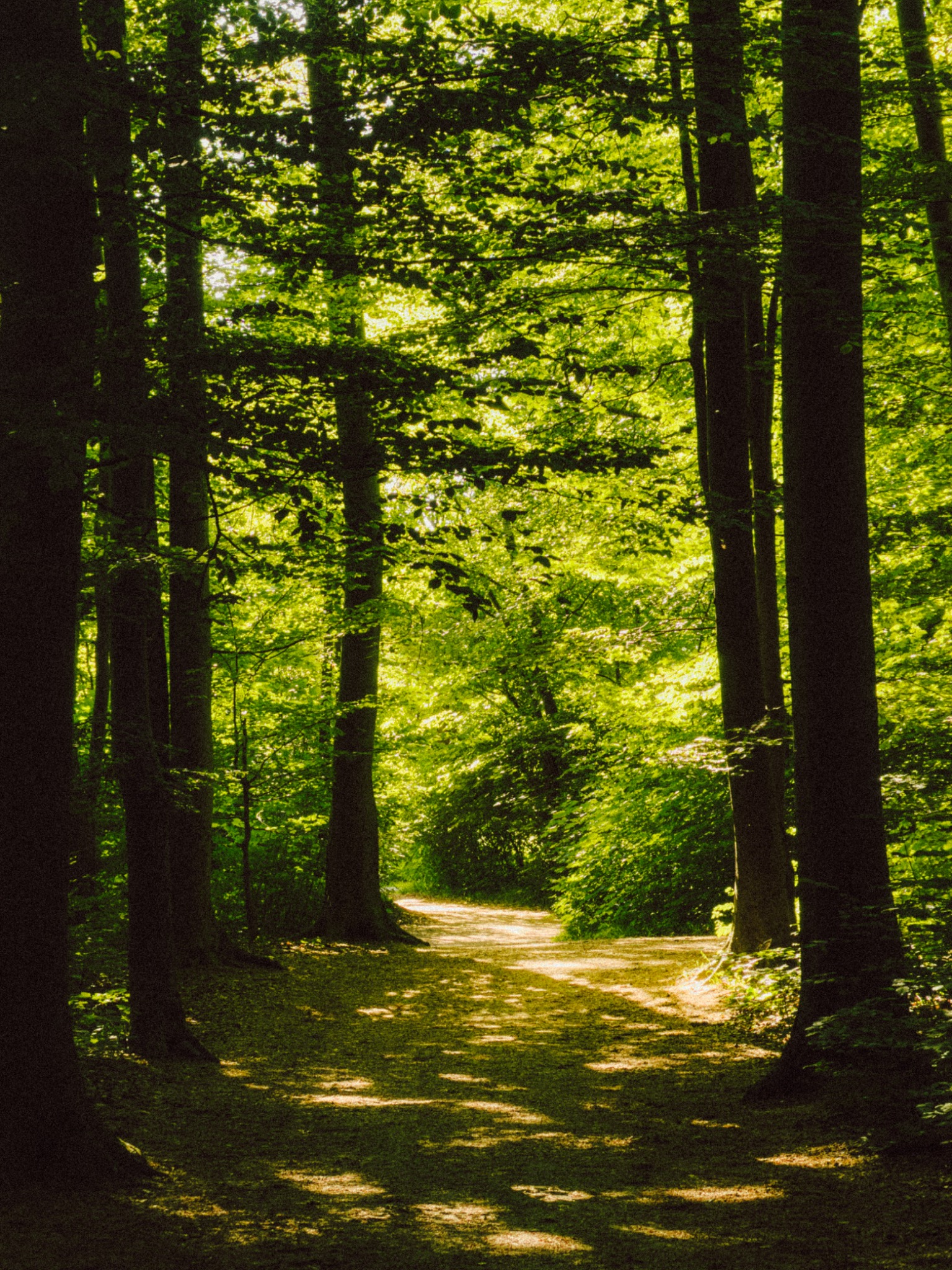 Sonnenlicht auf einem Waldweg